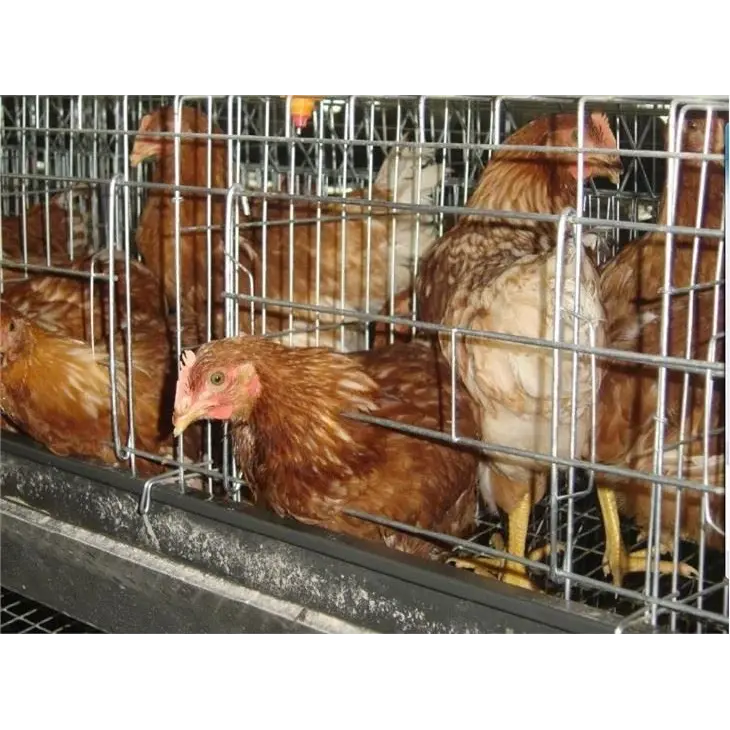 Zinc-Aluminum-Alloy-Coated Wire For Poultry
